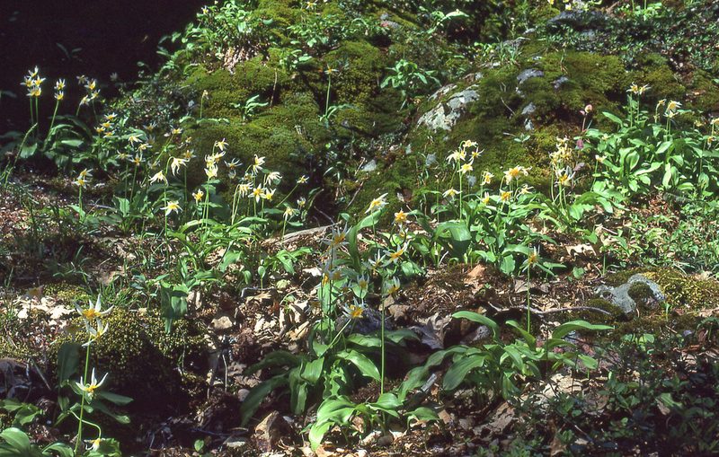 Erythronium taylorii, photographed by Ed Alverson