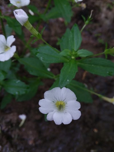 Gratiola floridana, photographed by Will McFarland