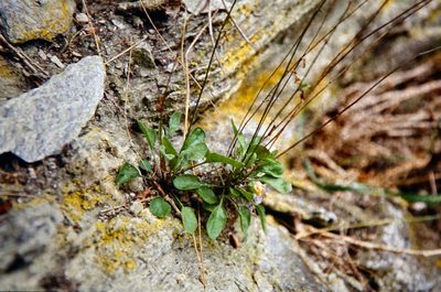 Pachycladon cheesemanii, photographed by John Barkla