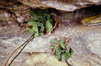 Pachycladon cheesemanii, photographed by John Barkla