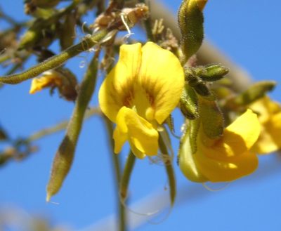 Diphysa occidentalis, photographed by Francisco Farriols Sarabia