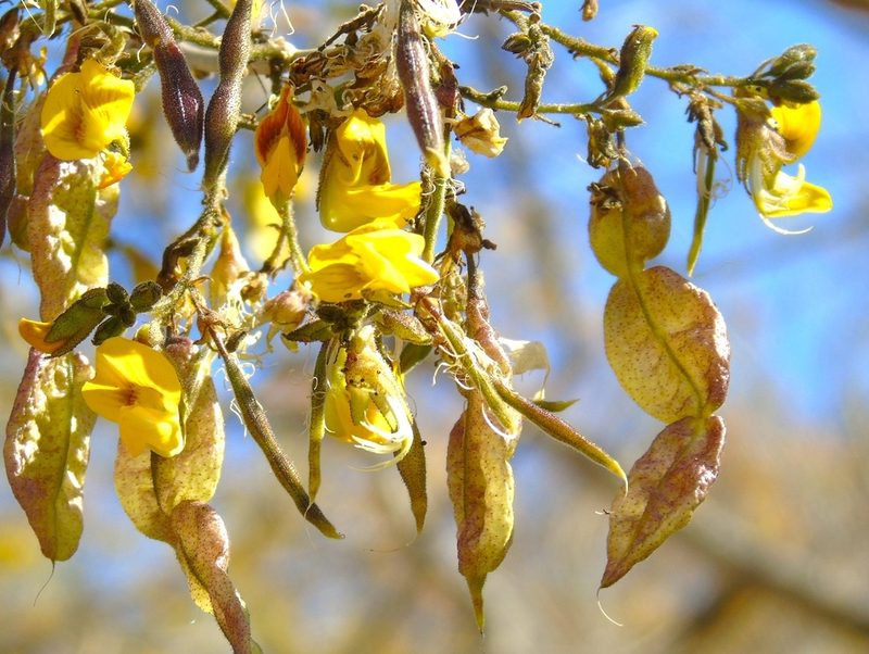 Diphysa occidentalis, photographed by Francisco Farriols Sarabia