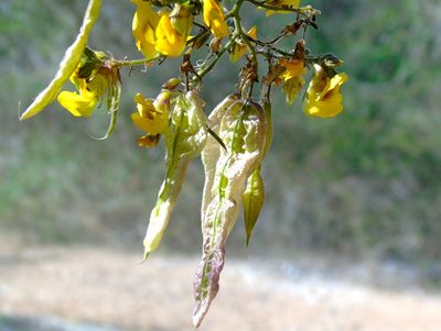 Diphysa occidentalis, photographed by Francisco Farriols Sarabia
