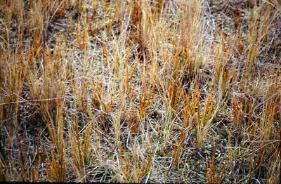 Libertia peregrinans, photographed by John Barkla