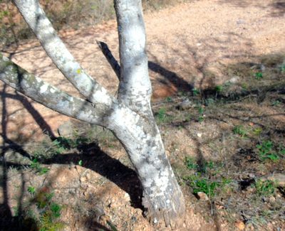 Diphysa occidentalis, photographed by Francisco Farriols Sarabia