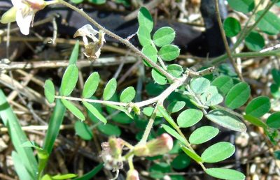 Coursetia caribaea, photographed by Francisco Farriols Sarabia