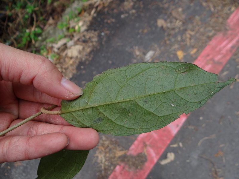 Decaneuropsis gratiosa, photographed by 呂一起(Lyu yi-chi)