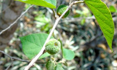 Croton lindquistii, photographed by Francisco Farriols Sarabia