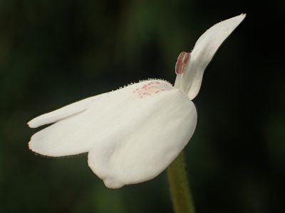 Rhinacanthus nasutus, photographed by 葉子