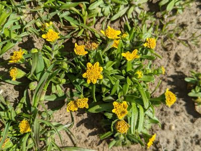 Lasthenia minor, photographed by Alex Heyman