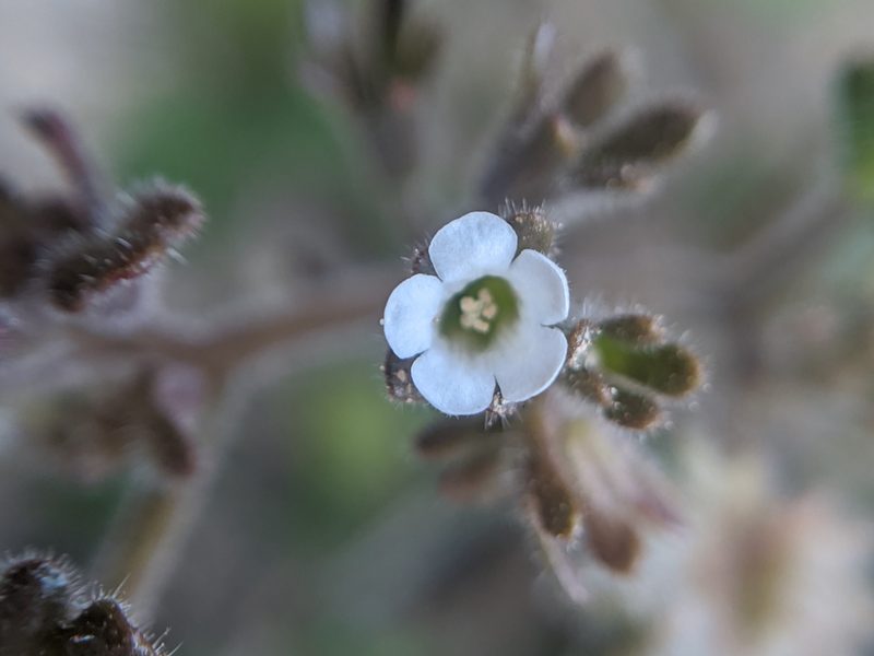 Phacelia rotundifolia, photographed by Alex Heyman