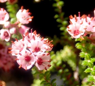 Erica brachycentra, photographed by Di Turner