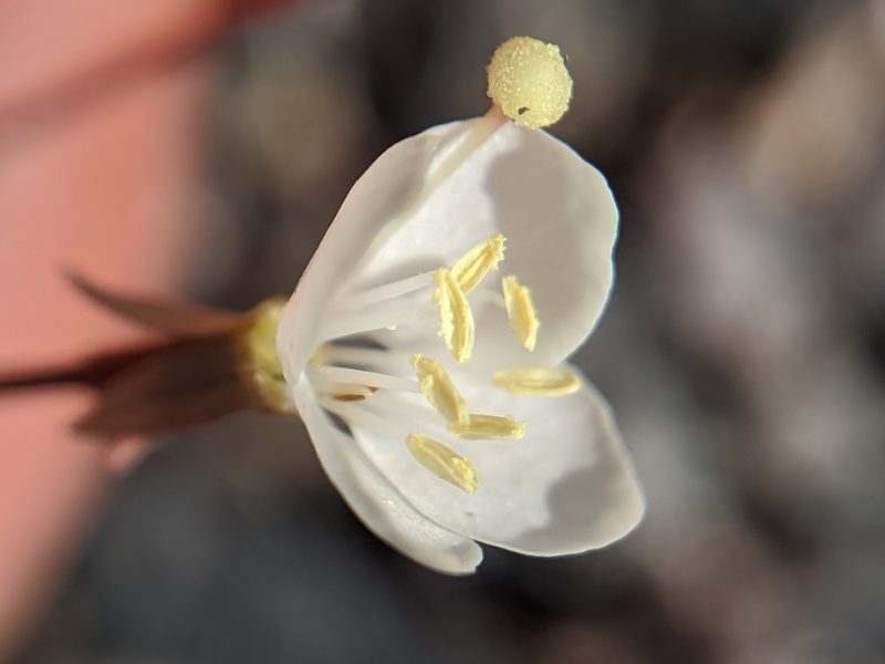 Eremothera refracta, photographed by Alex Heyman