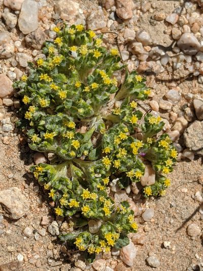 Eriophyllum mohavense, photographed by Alex Heyman