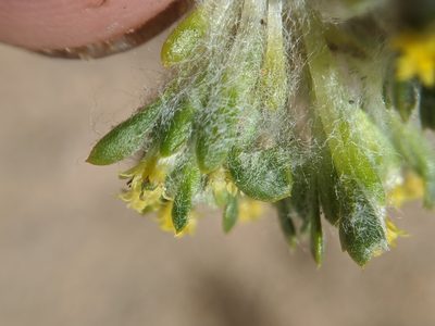 Eriophyllum mohavense, photographed by Alex Heyman