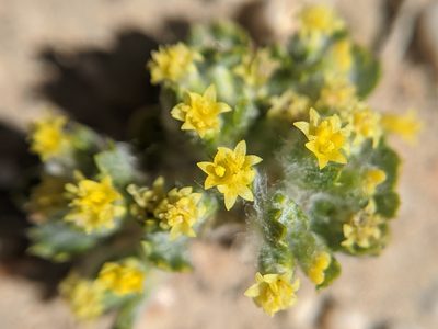 Eriophyllum mohavense, photographed by Alex Heyman