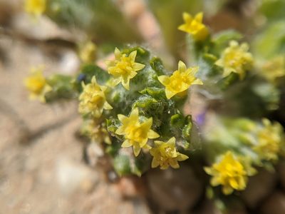 Eriophyllum mohavense, photographed by Alex Heyman