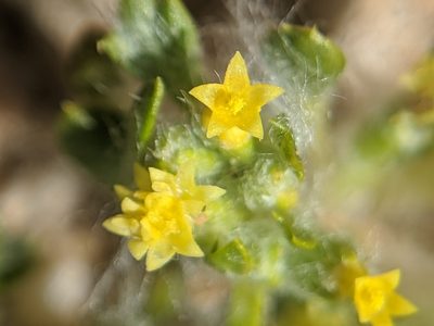 Eriophyllum mohavense, photographed by Alex Heyman