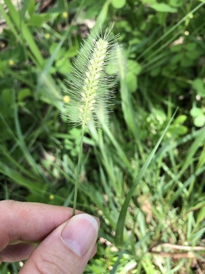 Setaria surgens, photographed by elawrey