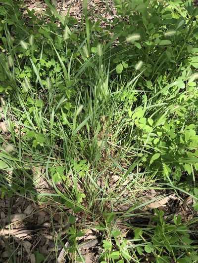 Setaria surgens, photographed by elawrey