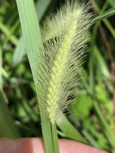 Setaria surgens, photographed by elawrey