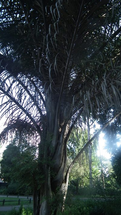 Raphia australis, photographed by Shaun Swanepoel