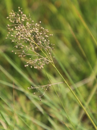 Trichanthecium natalense, photographed by Tony Rebelo