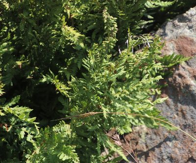 Dryopteris athamantica, photographed by Tony Rebelo