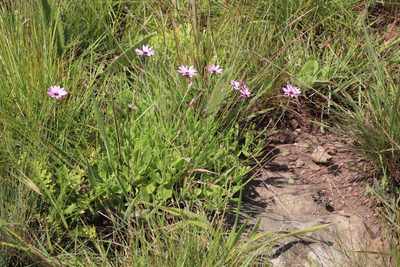 Dimorphotheca jucunda, photographed by Tony Rebelo