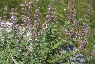 Syncolostemon albiflorus, photographed by Tony Rebelo