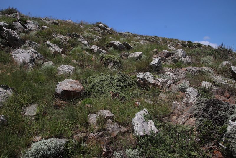 Helichrysum confertifolium, photographed by Tony Rebelo