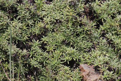 Helichrysum confertifolium, photographed by Tony Rebelo