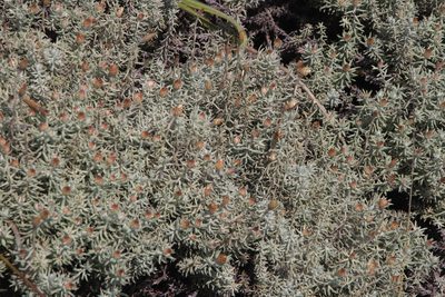 Helichrysum reflexum, photographed by Tony Rebelo