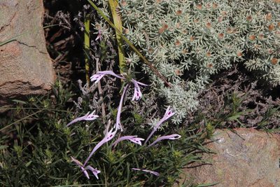 Justicia linifolia, photographed by Tony Rebelo