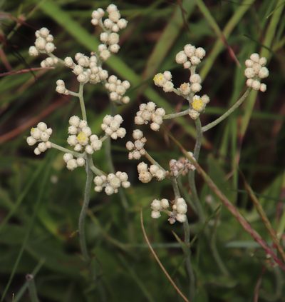 Helichrysum platypterum, photographed by Tony Rebelo
