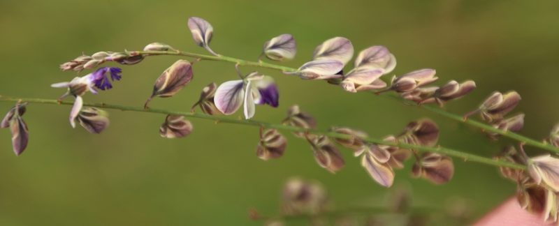 Polygala houtboshiana, photographed by Tony Rebelo
