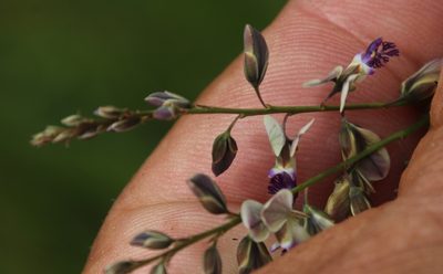 Polygala houtboshiana, photographed by Tony Rebelo