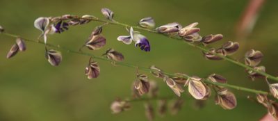 Polygala houtboshiana, photographed by Tony Rebelo