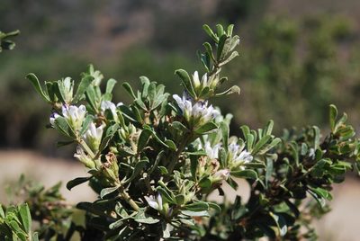 Psoralea prodiens, photographed by Charles Stirton