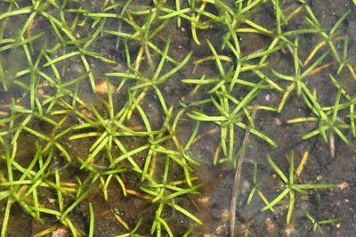 Littorella uniflora, photographed by Wouter Van Landuyt