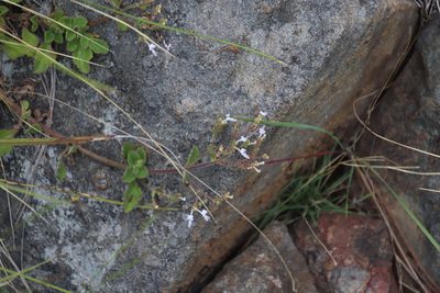 Aeollanthus rehmannii, photographed by Tony Rebelo