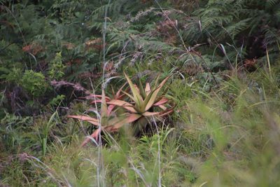 Aloe spicata, photographed by Tony Rebelo