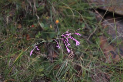 Radinosiphon leptostachya, photographed by Tony Rebelo