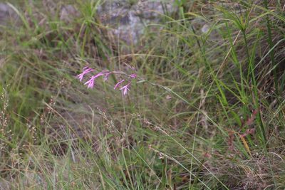 Radinosiphon leptostachya, photographed by Tony Rebelo