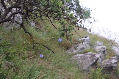 Agapanthus inapertus, photographed by Tony Rebelo