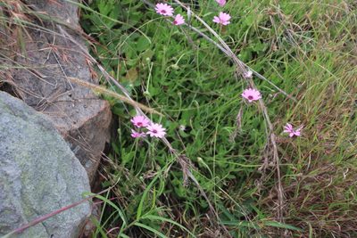 Dimorphotheca jucunda, photographed by Tony Rebelo