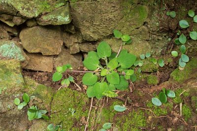 Viola diffusa, photographed by 國立臺灣博物館