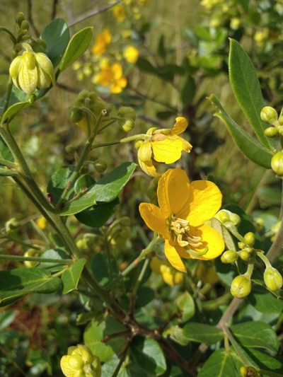 Senna rugosa, photographed by Leonardo Bergamini