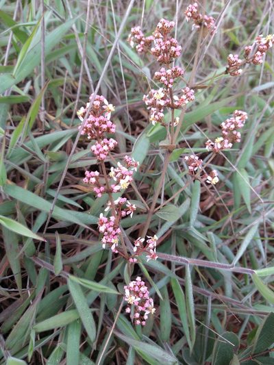 Heteropterys campestris, photographed by Leonardo Bergamini