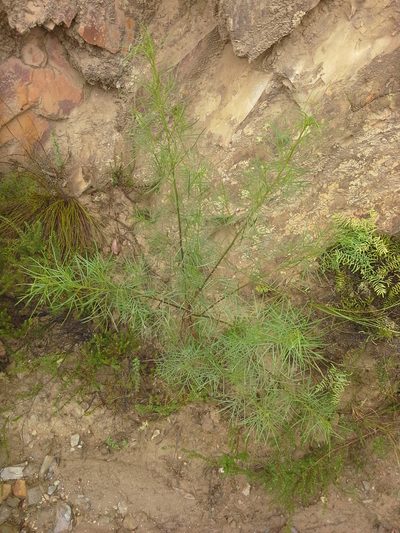 Psoralea montana, photographed by Charles Stirton